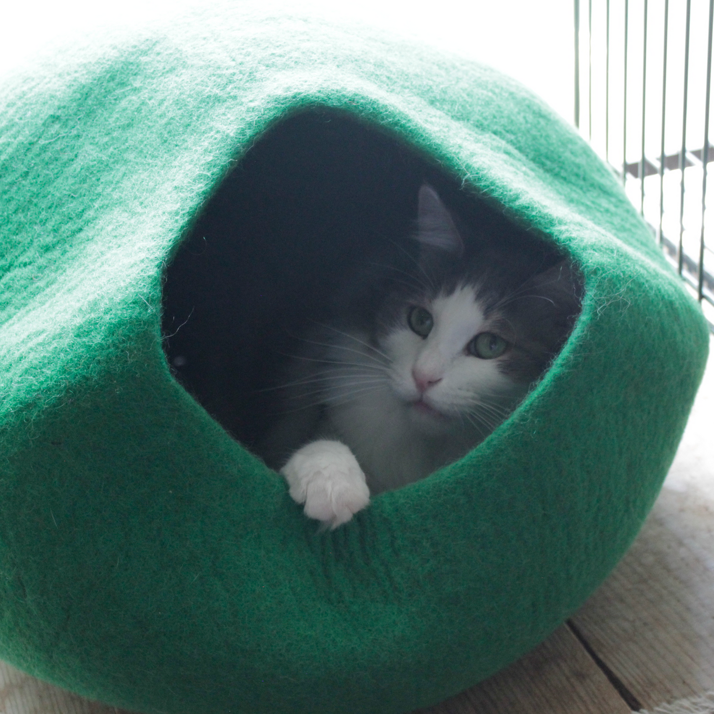 CAT DOME